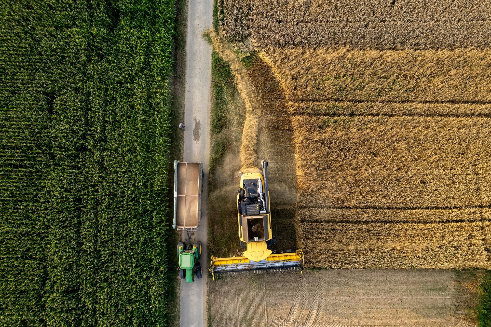 Aerial view of a combine harvester collecting crops and unloading them into a trailer beside a dirt road, separating green crops from harvested field.