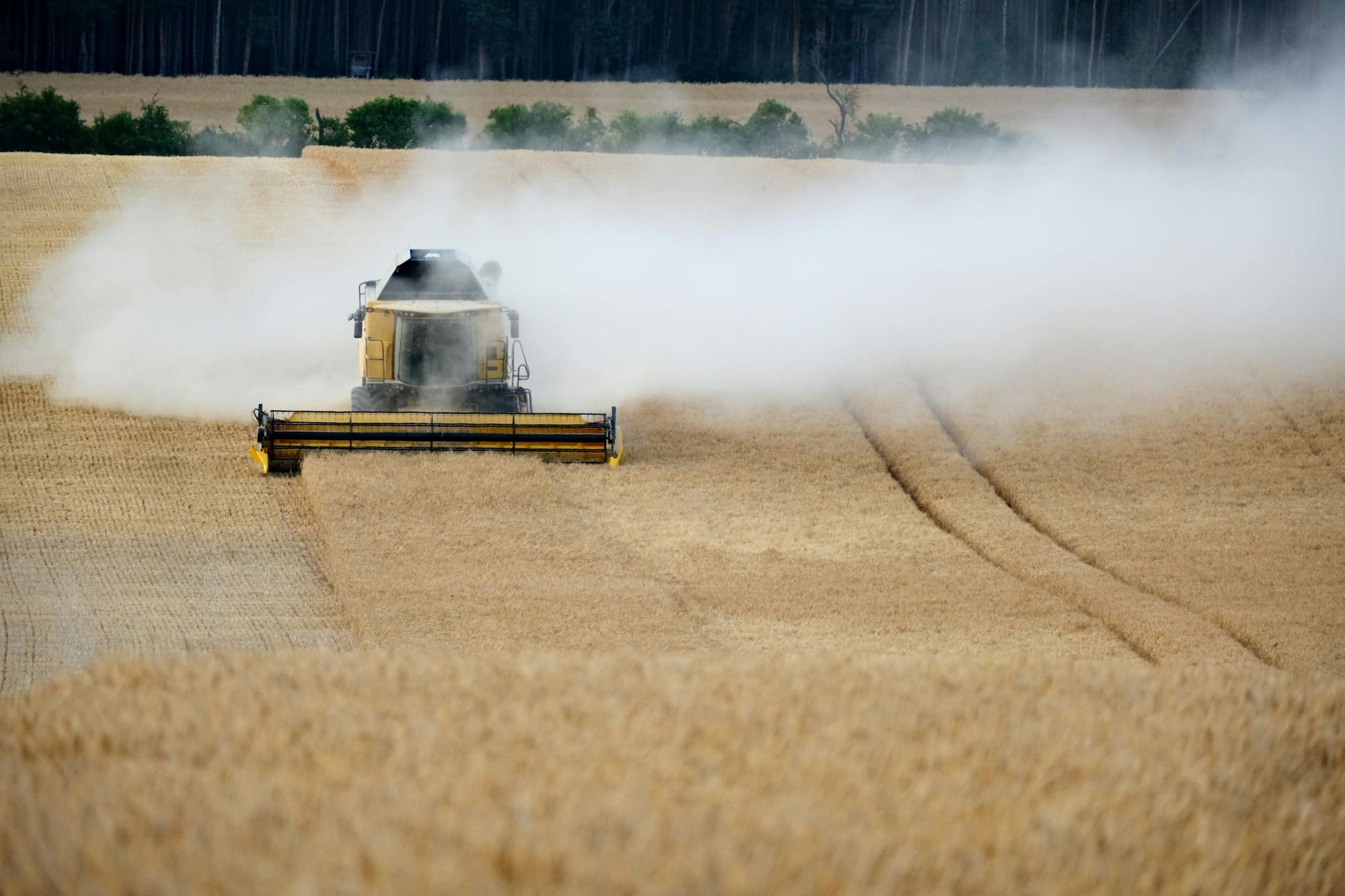 A combine harvester moves through a wheat field, producing a large cloud of dust behind it.