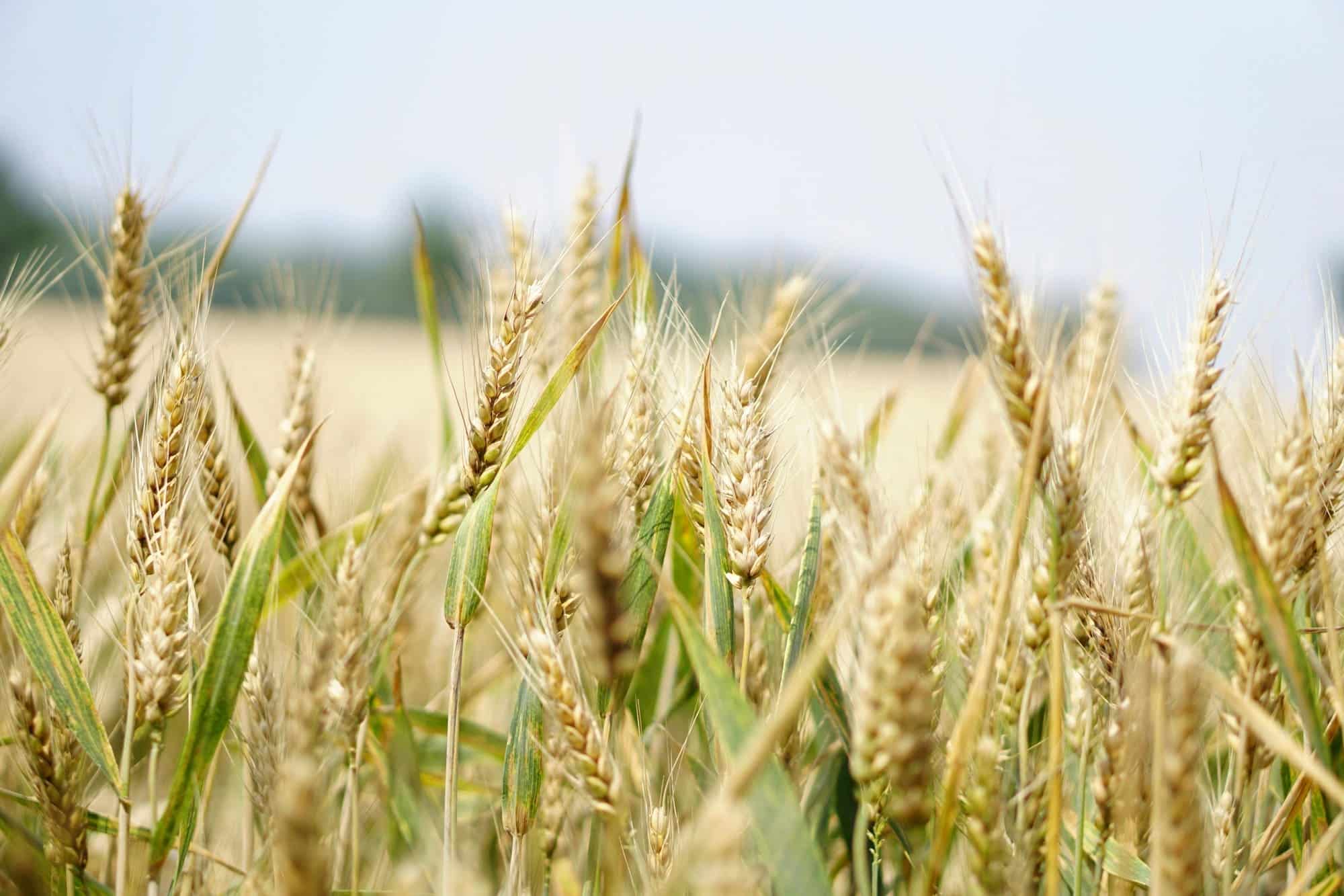 Close-up view of golden wheat stalks in a field with a blurred background.