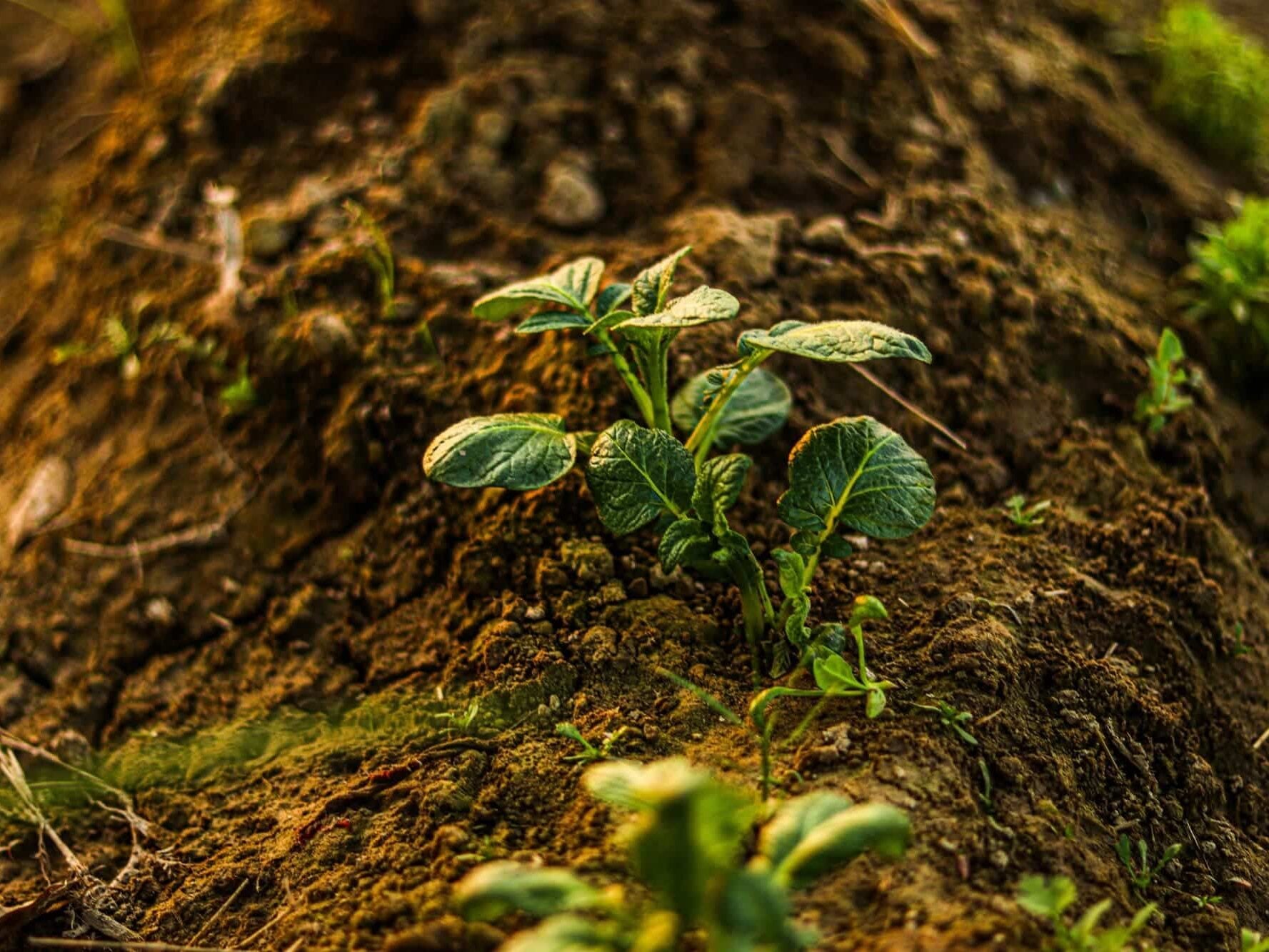 A small green plant with broad leaves grows from brown soil, surrounded by small weeds and uneven terrain.